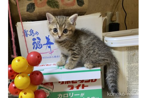 成約済の千葉県のマンチカン(短足)-91619の2枚目